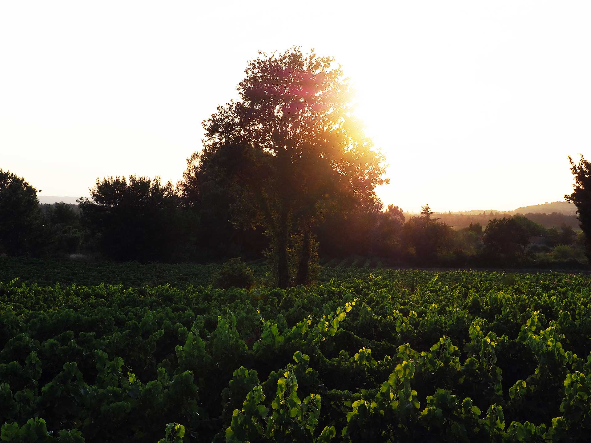 vigne couché de soleil au domaine