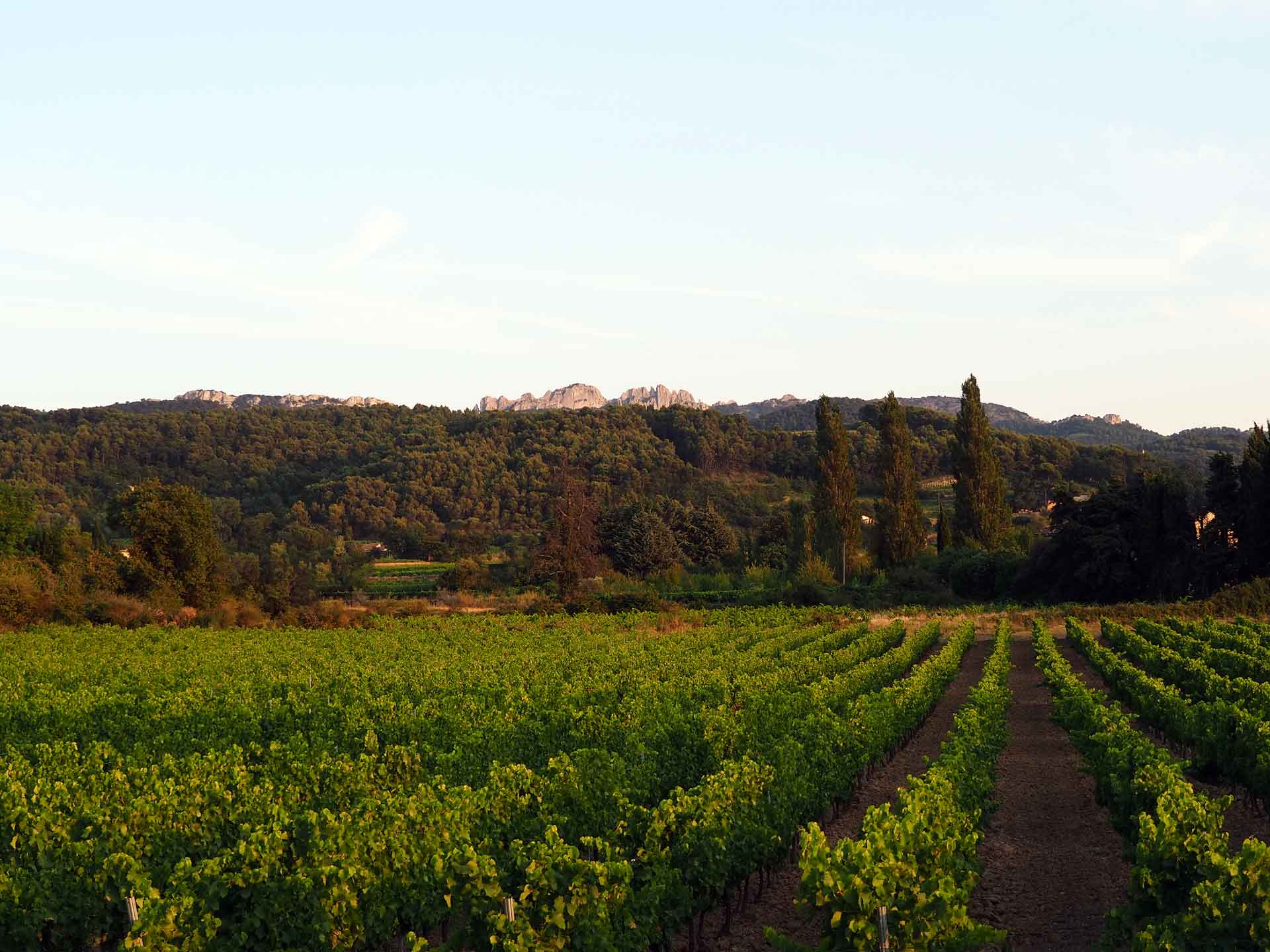 dentelles de montmirail vigne