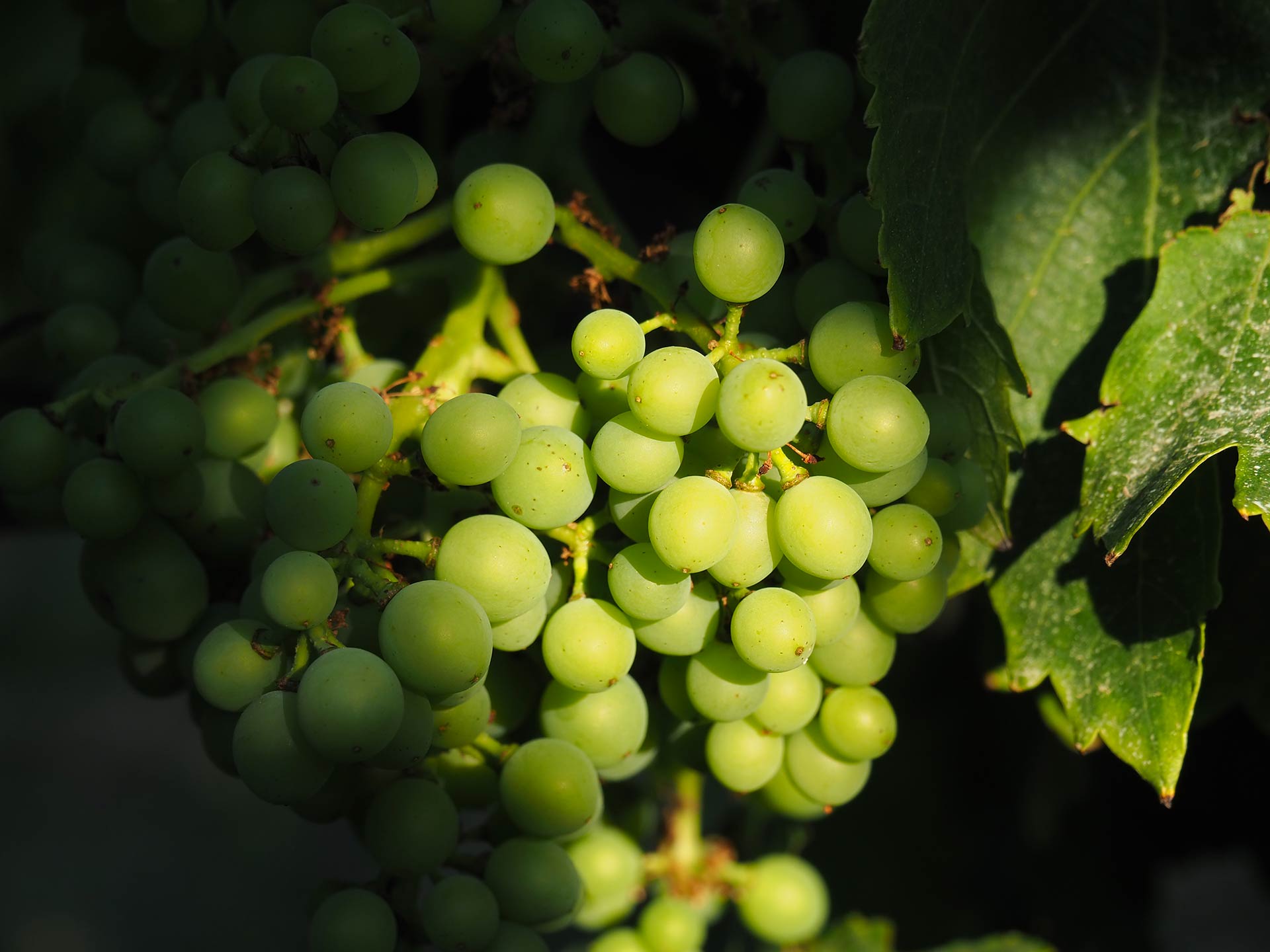 grappes cépage grenache